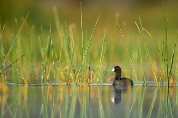 An American Coot swims among green aquatic grasses in the morning sun with its reflection in the calm water.