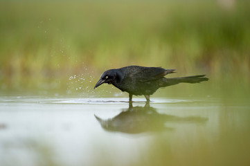A black Common Grackle stands in shallow water feeding on small minnows