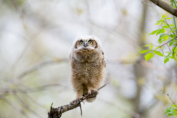A Great-horned Owlet perched in a tree looks right ahead with big yellow eyes in soft overcast light.