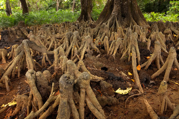 Mangroves in Andaman islands