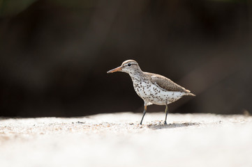 A Spotted Sandpiper stands in the mud on a bright sunny day with a dark black background.