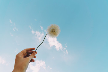 hand holding Taraxacum officinale flower with blue sky