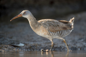 A Clapper Rail walks in the soft mud with a dark marsh mud background.