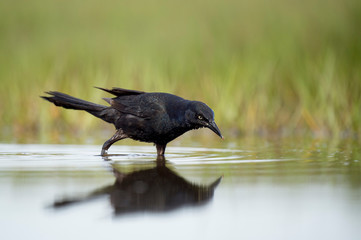 A black Common Grackle stands in shallow water feeding on small minnows