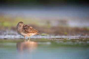 A Short-billed Dowitcher wades in the shallow water in the soft morning sunlight with its reflection.