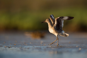 A Willet walks with its wings in the air in the late evening sunlight.