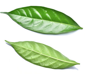 Fototapeta premium isolated green leaf on white background,