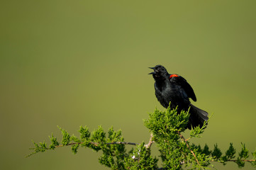 A Red-winged Blackbird calls out loudly on a sunny day with a smooth green background.