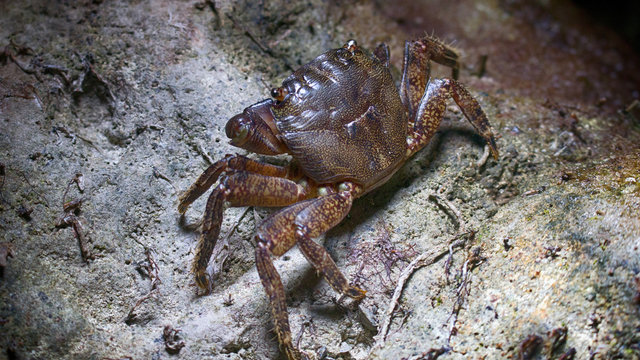 Marble crab (Pachygrapsus marmoratus)