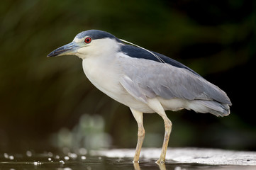 A Black-crowned Night Heron stalks the shallow water in search of food in soft light with its bright red eye standing out.