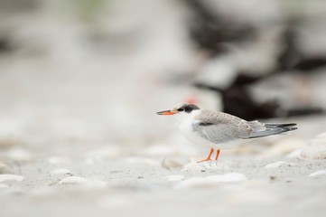 A juvenile Common Tern stands on the sandy beach in soft overcast light with a smooth background.