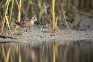 A Short-billed Dowitcher holds a large worm in its beak standing on the edge of the water in a marsh.