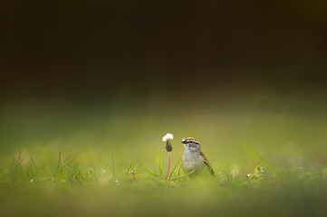 A cute little Chipping Sparrow pulling seeds out of this Dandelion flower with a smooth green and brown background.