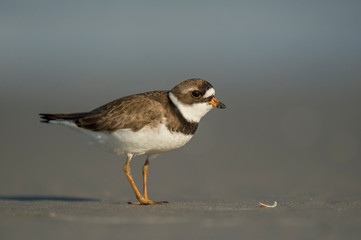 Semipalmated Plover close-up portrait standing on a sandy beach with a smooth brown background.