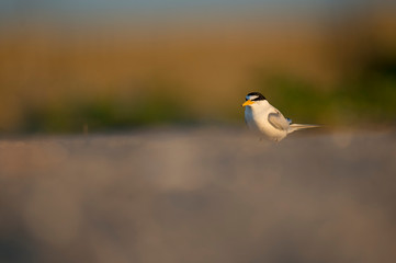Least Tern standing on the beach with a smooth foreground and background in the early morning sunlight.