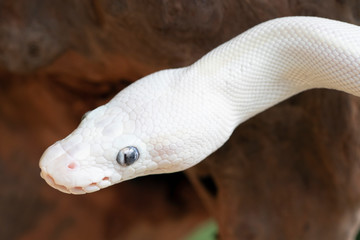 White (Leucistic) Ball Python Snake 