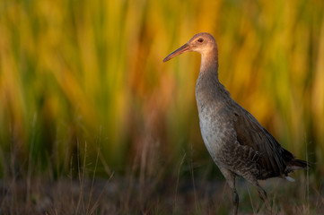 A Clapper Rail standing tall as the golden sunlight shines on its head and the marsh grasses glow behind it.