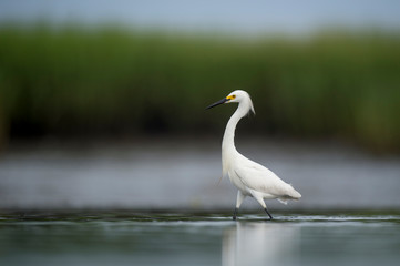 A white Snowy Egret feeds in the shallow water in a marsh with a green grass background in soft overcast light.