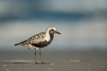 A breeding plumage Black-bellied Plover stands on a sandy beach in soft sunlight with a smooth background.
