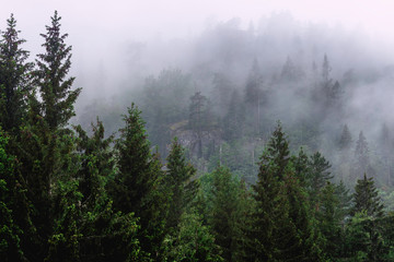 Fog over the woods