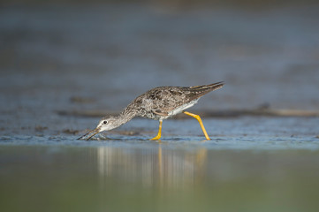 A Greater Yellowlegs wades in the shallow water with a muddy background.