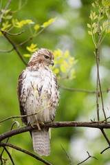 A Red-tailed Hawk perched on a branch with bright green spring leaves around it with a smooth background.