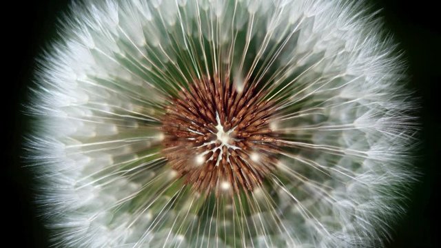 Looping Cinemagraph of dandelion in macro motion background