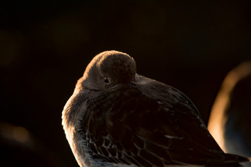 A Purple Sandpiper with its beak tucked in its feathers resting with a black background.