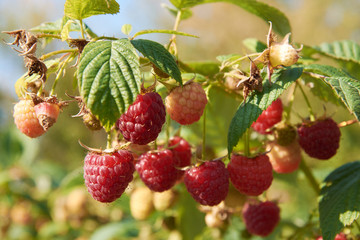 Branch of fall-bearing raspberry with many berries