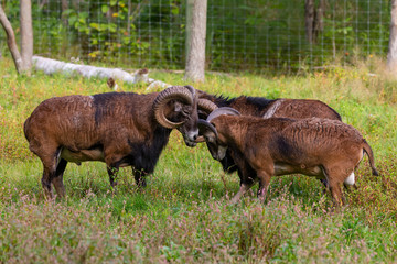 The mouflon (Ovis orientalis)  during mating season on game reserve.