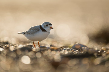 Adult Piping Plover stands on a sandy beach glowing in the backlight morning sunlight with a glittering sand.
