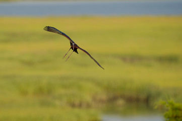 A Glossy Ibis flies in front of a smooth green background of marsh grasses in the early morning sunlight.