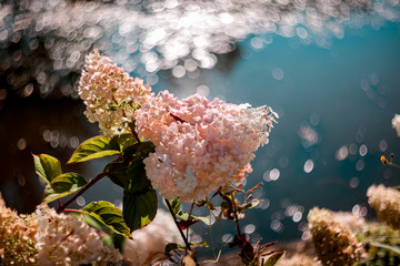 Beautiful,artistic,dreamy,warm nature scene with enchanted flowers bathing in the sunset golden hour light. Colorful and vibrant close up shot of delicate plants.