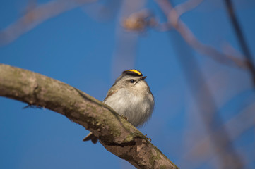 A small Golden-crowned Kinglet perched on a branch with a bright blue sky behind it on a sunny day.