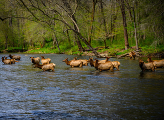 Elk Wade in Oconaluftee River