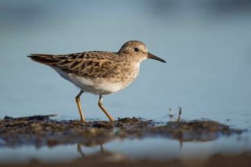 A Least Tern standing in mud with blue water behind it on a sunny day.
