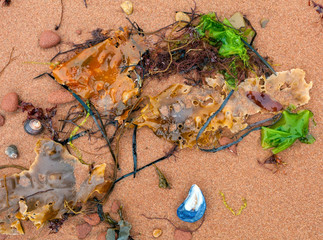 Prince Edward Island still life collage of seaweed, stones and shells.