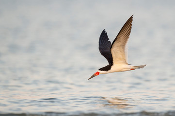 A Black Skimmer flies over the water with its wings spread in the golden morning sunlight