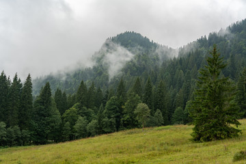 Bergwald in den Wolken