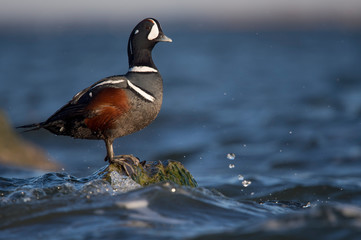 A male Harlequin Duck stands on a small seaweed covered rock with waves around it in the bright sunlight.