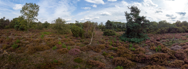 Small birch tree in the middle of a moorland field with pine trees and dry heather caused by a drought during summer against a blue sky with clouds