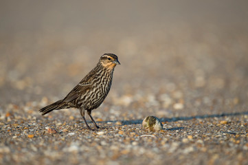 A female Red-winged Blackbird stands on a beach in the early morning sunlight with a smooth brown background.