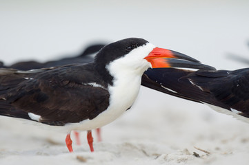 Close-up Portrait of a Black Skimmer standing on the sandy beach with soft light.