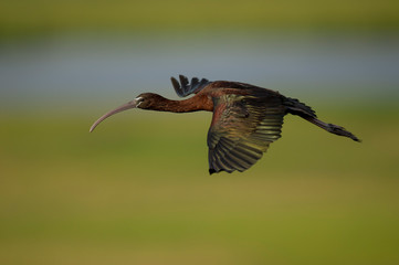 A Glossy Ibis flies in front of a smooth green background of marsh grasses in the early morning sunlight.
