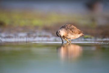 A Short-billed Dowitcher wades in the shallow water in the soft morning sunlight with its reflection.