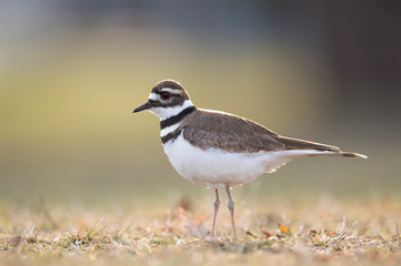 A Killdeer stands on the grass glowing in the soft sunlight with a smooth background.