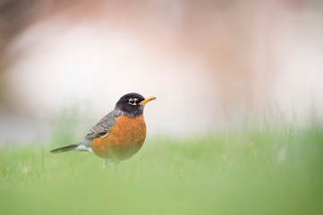 An American Robin stands in bright green grass with a light white background.