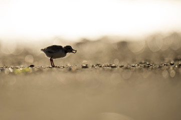 A juvenile Piping Plover eats an insect while silhouetted on the bright sunny beach.