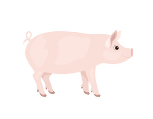 Pig isolated on white background. Vector illustration of farm animal in cartoon simple flat style.