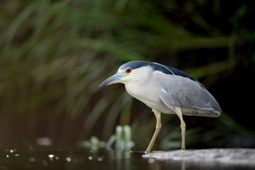 A Black-crowned Night Heron stalks the shallow water in search of food in soft light with its bright red eye standing out.